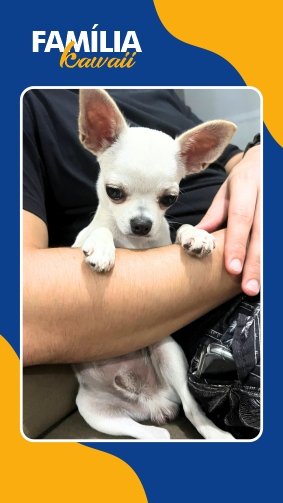 Filhote de chihuahua branco pelo curto