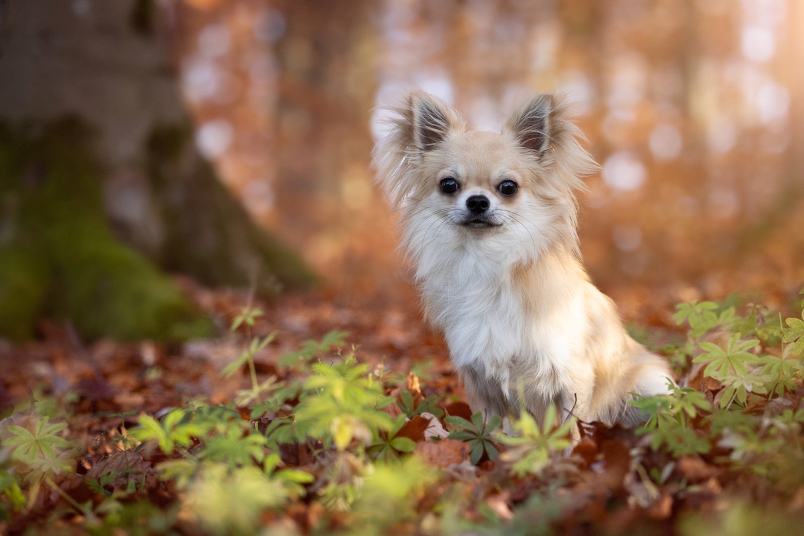 imagens de fundo de Chihuahua de pelo longo caramelo sentado em folhas secas