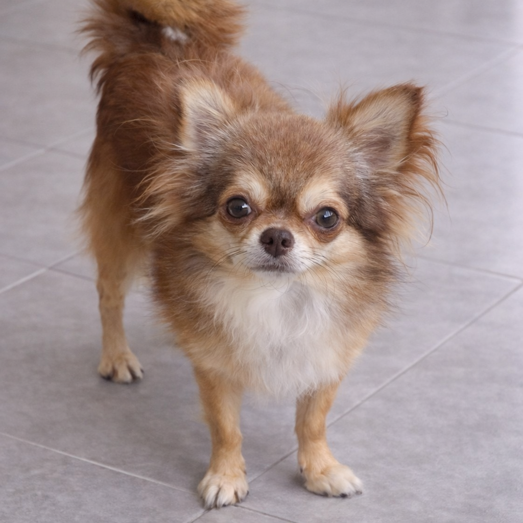 Chihuahua de pelo longo chocolate diluido tan