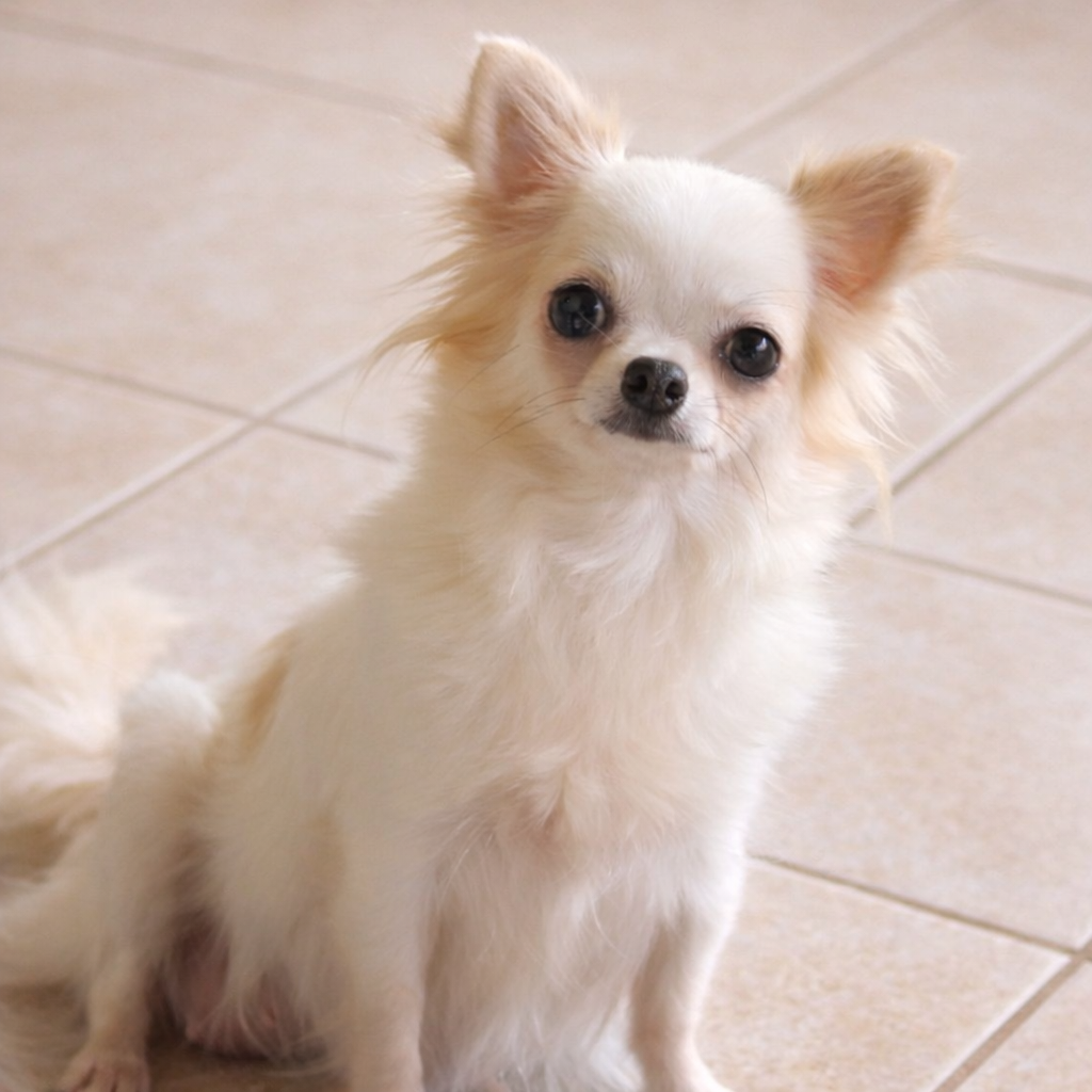 Chihuahua de pelo longo branco com manchas caramelo