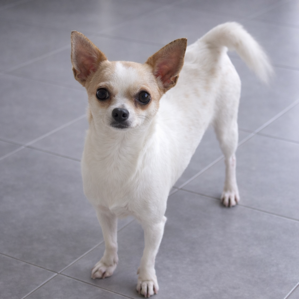 Chihuahua de pelo curto branca com manchas caramelo na cabeça