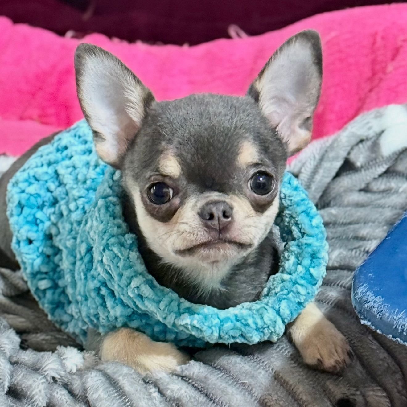 Chihuahua de pelo curto blue