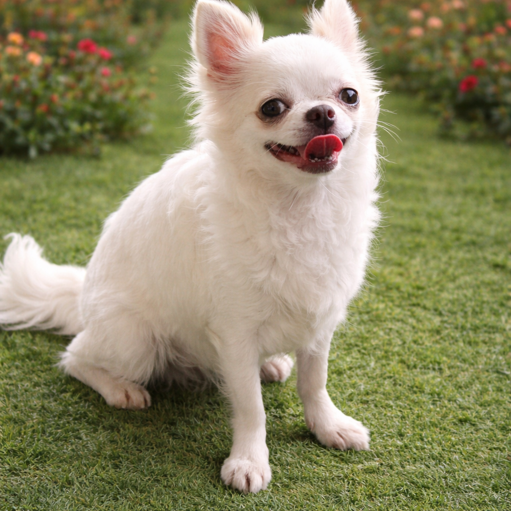 Chihuahua de pelo longo branca