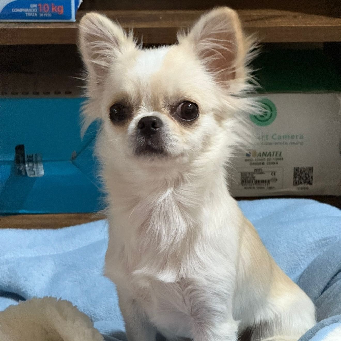 Chihuahua de pelo longo creme com branco