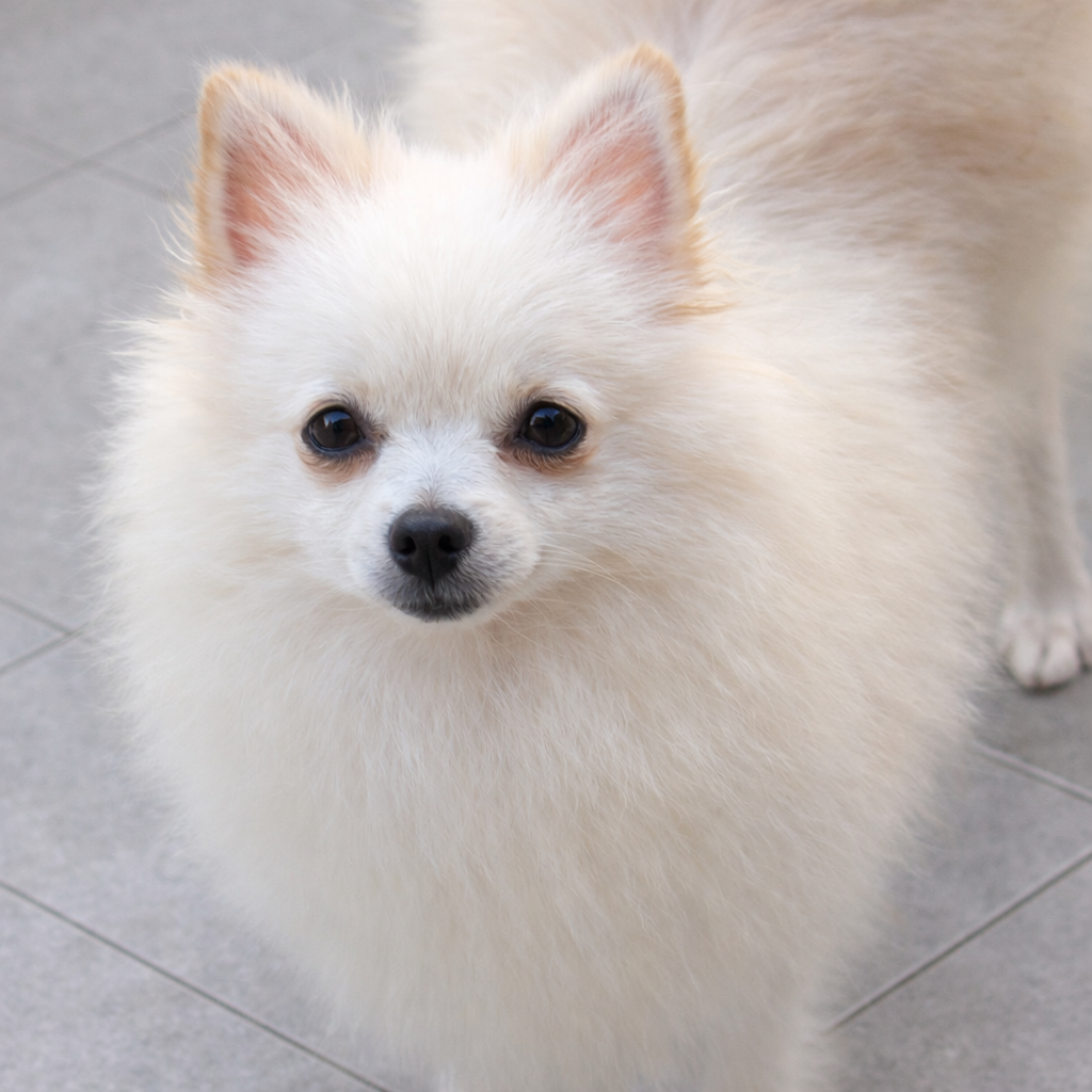 Spitz Alemão Branca