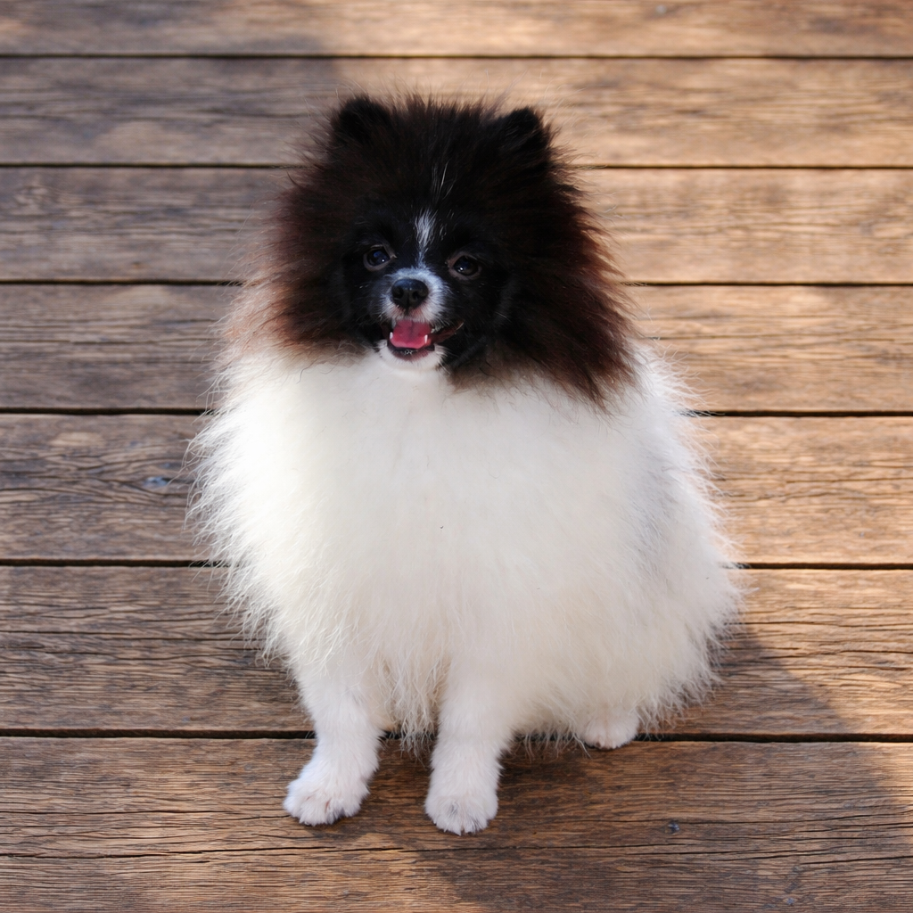 Spitz Alemão Branco com preto