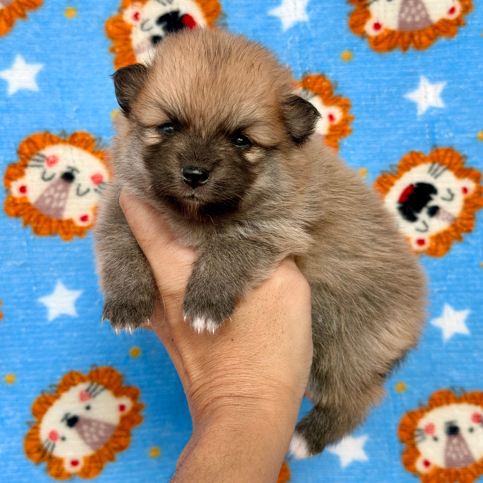 Imagem do Cão