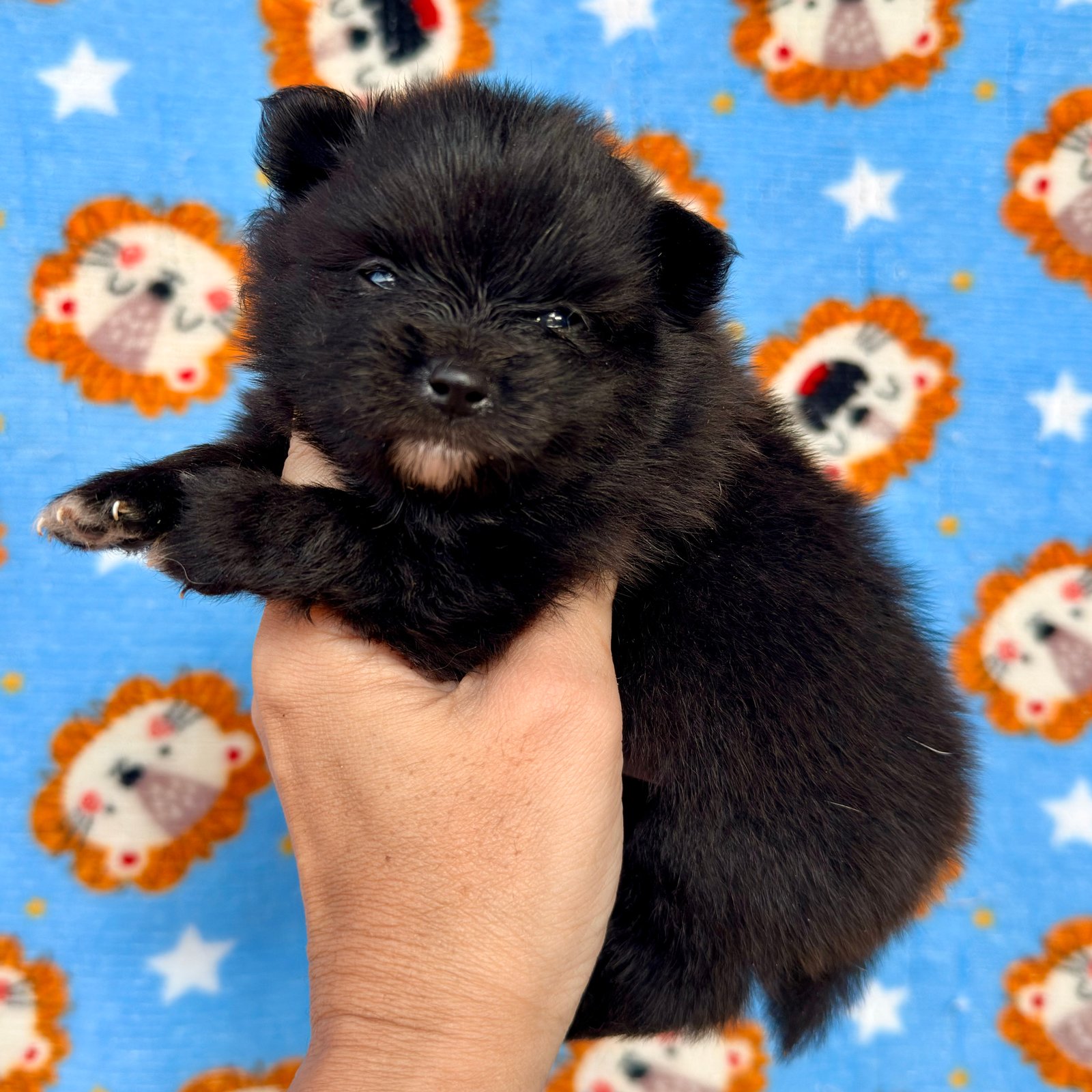 Imagem do Cão