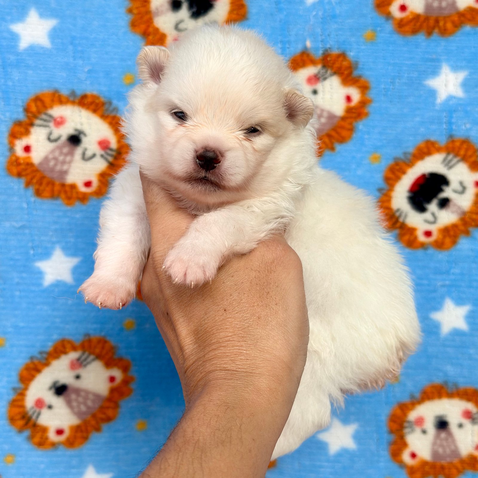 Imagem do Cão