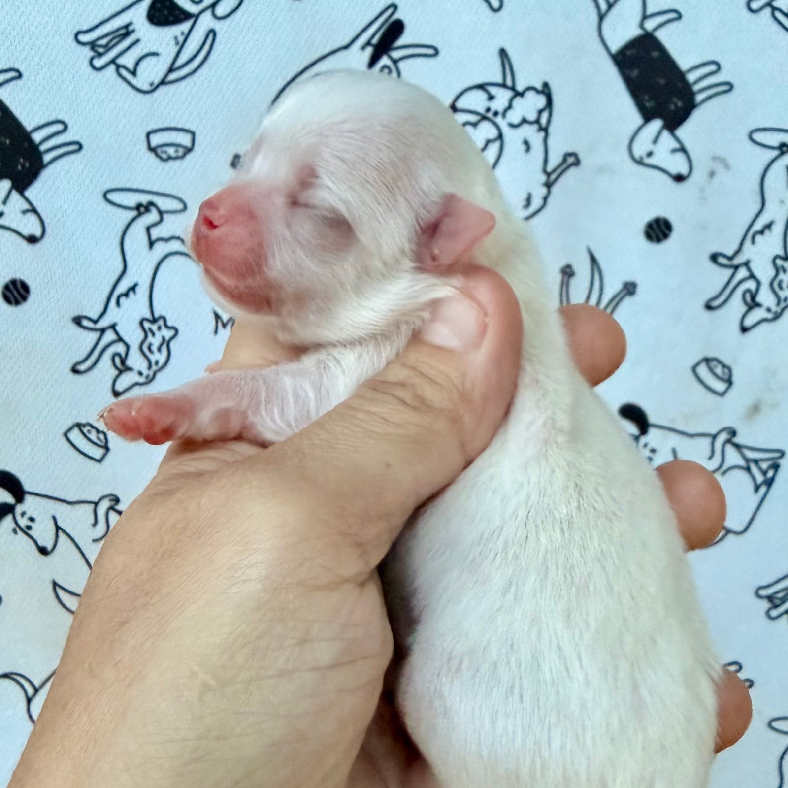 Imagem do Cão