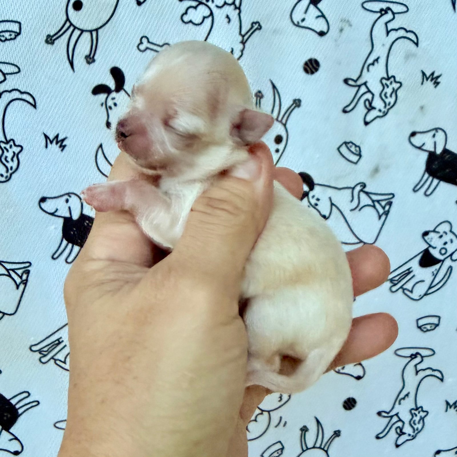 Imagem do Cão