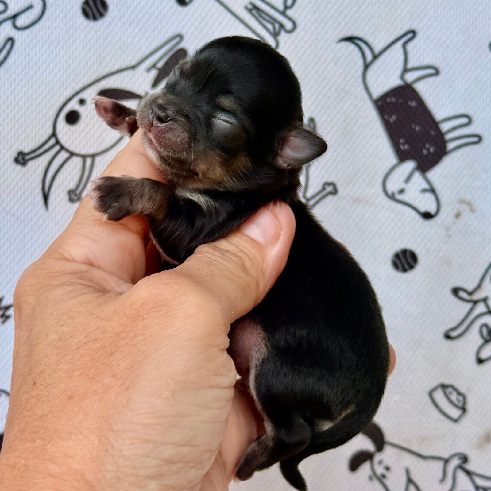 Imagem do Cão