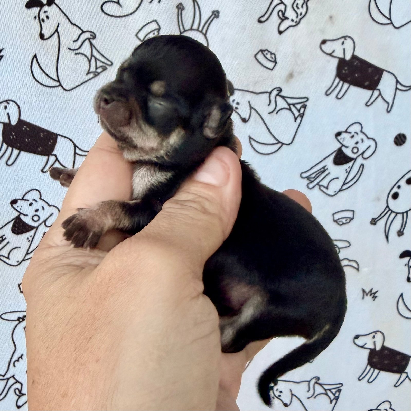 Imagem do Cão