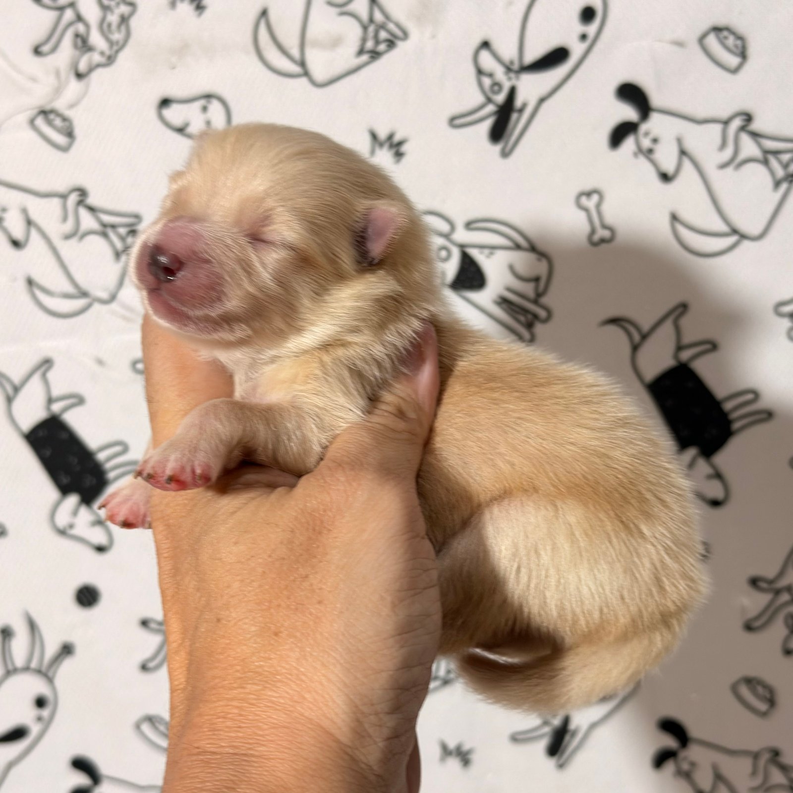 Imagem do Cão
