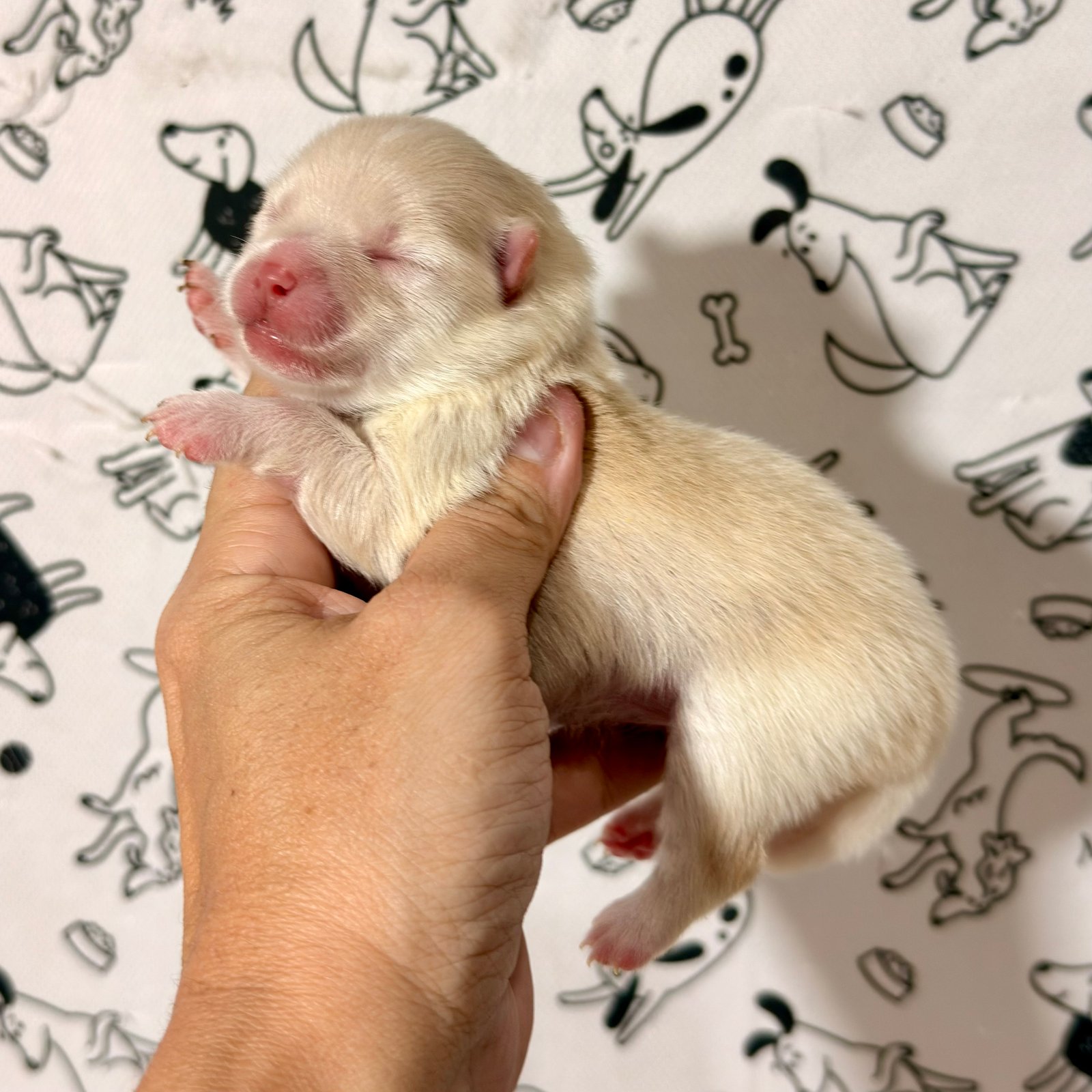 Imagem do Cão