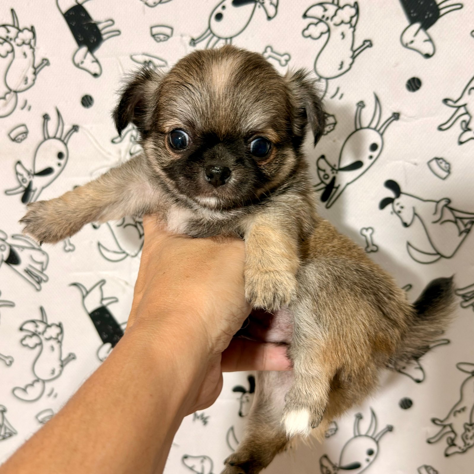 Imagem do Cão