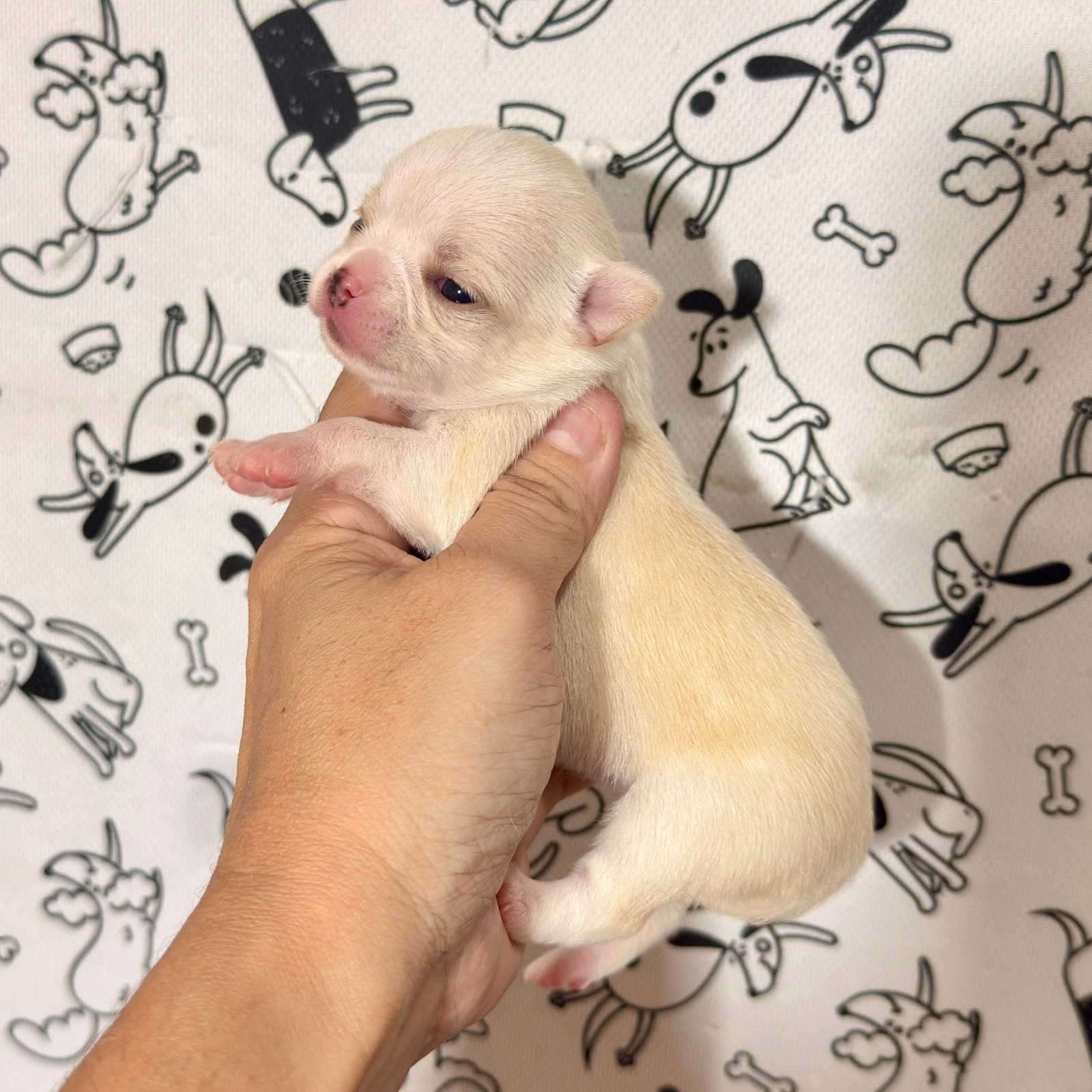 Imagem do Cão